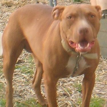 Yeagers And Destinys APBT Kennels Red Diamond Pit Bull.jpg